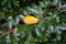 Yellow leaf of hamamelidaceae plant tree close up view with dark green leaves