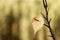 A yellow leaf hangs on a branch, the leaf is pierced through