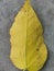 The yellow leaf image at the forest
