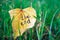 Yellow leaf with inscription THE END on background of green grass. Autumn concept.