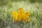 Yellow leaf laying down in wet green grass with nicely blurred background