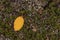 Yellow leaf lie on the ground in the tundra in autumn