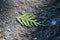 Yellow leaf lie on the road. leaves on the asphalt. Autumn leaf fall.Leaf natural on the street,on dark grey asphalt city sidewalk