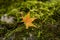 A yellow leaf of maple tree fallen above fresh little green leaves of moss on the stone, closeup and selective focus image
