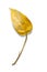 yellow leaf from a money plant isolated on a white background