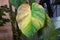 Yellow leaf on Philodendron Glorious due to over fertilizing