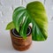 Yellow leaf on a sick houseplant Monstera Albo, white background. A d