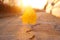 Yellow leaf stab down on crack street in the sunset background