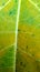 Yellow leaf texture line image background stock photo image