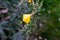 Yellow leaf on a tree