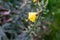 Yellow leaf on a tree