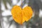 Yellow leaf of a tree in the shape of a heart. Autumn romantic d