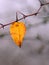 Yellow leaf on the twig