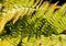 Yellow leaf of wood fern under sunlight