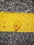 Yellow leaf on a yellow painted line in a parking lot