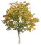 Yellow leafed maple tree during autumn, isolated tree on white background