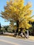 Yellow leafed tree in autumn