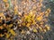 Yellow leafes in spring in park on sunny weather