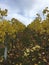 Yellow leafs on grapevines