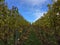 Yellow leafs on grapevines