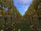 Yellow leafs on grapevines