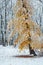 Yellow leafy tree in the snowy forest