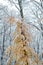 Yellow leafy tree in the snowy forest