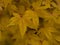 Yellow leaves on an Acer tree in autumn