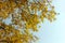 Yellow leaves against the blue sky. Autumn. Trees with lags of yellow leaves on branches. Clear blue sky. Background. Texture.