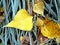 Yellow leaves autumn grass fall earth melanholy