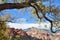 Yellow leaves autumn tree branch Red Rock desert landscape