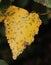The yellow leaves of a Birch