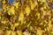 Yellow leaves of cercis canadensis in autumn