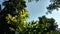 Yellow leaves choisya ternata sundance in blue sky