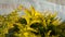 Yellow leaves choisya ternata sundance in bright light