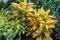 Yellow leaves Croton plants for garden decoration