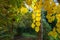 Yellow leaves of Eastern Redbud, or Eastern Redbud Cercis canadensis. Golden autumn leaves of Judas tree in the garden.