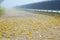 Yellow leaves on embankment in foggy autumn.