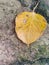 A yellow leaves fell on the ground.