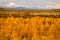 Yellow Leaves Fill Tanana River Valley Below Mountains Denali Al