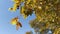 The yellow leaves flutter slowly in the wind. Autumn natural background with clear blue sky.