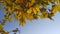 The yellow leaves flutter slowly in the wind. Autumn natural background with clear blue sky.