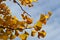 Yellow Leaves Ginko Biloba Maidenhair Tree