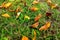 Yellow leaves on the grass, autumn time, nature background, seasonality