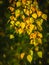 Yellow leaves on hanging birch branches