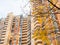 Yellow leaves and high-rise apartment building