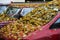 Yellow leaves on the hood and windshield of the car