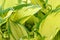 Yellow leaves of hosta. Bush of hosta. Close up green leaves. Plants background