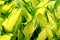 Yellow leaves of hosta. Bush of hosta. Close up green leaves. Plants background