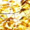 Yellow leaves illuminated by straight sunshine, autumn background